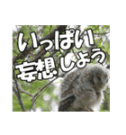 サロベツ原野のエゾフクロウ01（個別スタンプ：2）