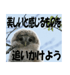 サロベツ原野のエゾフクロウ01（個別スタンプ：3）