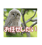 サロベツ原野のエゾフクロウ01（個別スタンプ：4）