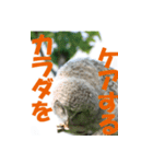 サロベツ原野のエゾフクロウ01（個別スタンプ：5）