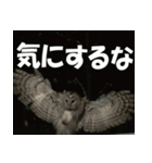 サロベツ原野のエゾフクロウ01（個別スタンプ：6）
