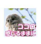 サロベツ原野のエゾフクロウ01（個別スタンプ：7）