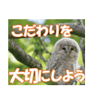 サロベツ原野のエゾフクロウ01（個別スタンプ：9）