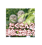 サロベツ原野のエゾフクロウ01（個別スタンプ：10）