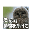 サロベツ原野のエゾフクロウ01（個別スタンプ：11）