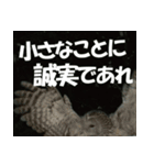 サロベツ原野のエゾフクロウ01（個別スタンプ：12）