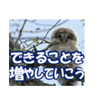 サロベツ原野のエゾフクロウ01（個別スタンプ：13）