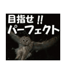 サロベツ原野のエゾフクロウ01（個別スタンプ：14）