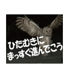 サロベツ原野のエゾフクロウ01（個別スタンプ：15）