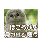 サロベツ原野のエゾフクロウ01（個別スタンプ：16）