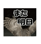 サロベツ原野のエゾフクロウ01（個別スタンプ：17）