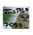 サロベツ原野のエゾフクロウ01（個別スタンプ：18）