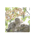 サロベツ原野のエゾフクロウ01（個別スタンプ：19）
