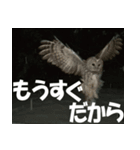 サロベツ原野のエゾフクロウ01（個別スタンプ：20）