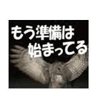 サロベツ原野のエゾフクロウ01（個別スタンプ：21）