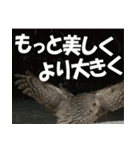 サロベツ原野のエゾフクロウ01（個別スタンプ：22）