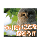 サロベツ原野のエゾフクロウ01（個別スタンプ：23）