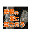 サロベツ原野のエゾフクロウ01（個別スタンプ：24）