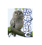 サロベツ原野のエゾフクロウ01（個別スタンプ：27）