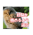 サロベツ原野のエゾフクロウ01（個別スタンプ：28）