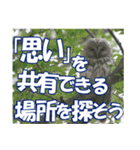サロベツ原野のエゾフクロウ01（個別スタンプ：29）