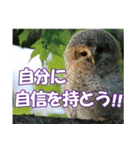 サロベツ原野のエゾフクロウ01（個別スタンプ：31）