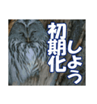 サロベツ原野のエゾフクロウ01（個別スタンプ：33）