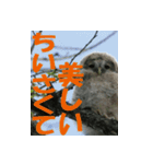サロベツ原野のエゾフクロウ01（個別スタンプ：34）