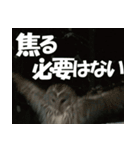 サロベツ原野のエゾフクロウ01（個別スタンプ：35）