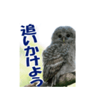 サロベツ原野のエゾフクロウ01（個別スタンプ：36）
