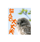 サロベツ原野のエゾフクロウ01（個別スタンプ：37）