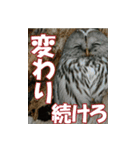 サロベツ原野のエゾフクロウ01（個別スタンプ：38）