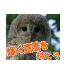 サロベツ原野のエゾフクロウ01（個別スタンプ：39）