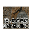 サロベツ原野のエゾフクロウ01（個別スタンプ：40）