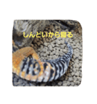 レオパ、【しゃもじ】とニシアフ、【ドム】（個別スタンプ：4）