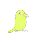 セキセイインコな気持ち（個別スタンプ：1）