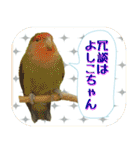 死語、ギャグスタンプ 鳥の写真（個別スタンプ：2）