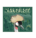 死語、ギャグスタンプ 鳥の写真（個別スタンプ：21）