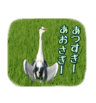 死語、ギャグスタンプ 鳥の写真（個別スタンプ：24）