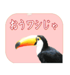 死語、ギャグスタンプ 鳥の写真（個別スタンプ：25）