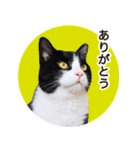 猫のサンパ1（個別スタンプ：3）