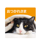 猫のサンパ1（個別スタンプ：5）