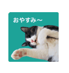 猫のサンパ1（個別スタンプ：7）