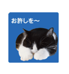 猫のサンパ1（個別スタンプ：10）