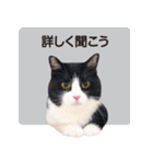 猫のサンパ1（個別スタンプ：11）