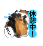 モルモットのあんず。（個別スタンプ：1）