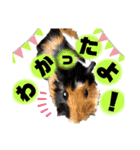 モルモットのあんず。（個別スタンプ：16）