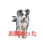 作成者Tのペットスタンプ（個別スタンプ：20）