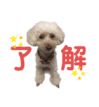 〜りんちゃんの日常〜（個別スタンプ：7）