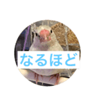 使える文鳥3（個別スタンプ：3）